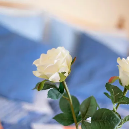 Marazul * 타코론테